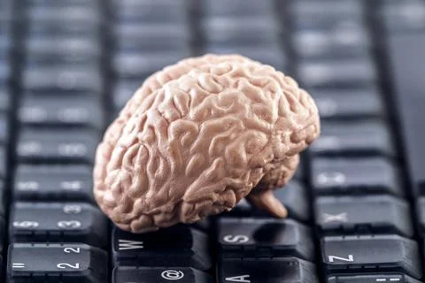 Human brain model on black computer keyboard. Stock Photos
