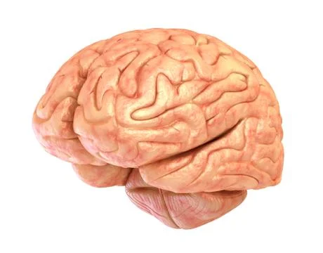 Human brain model, isolated Stock Illustration