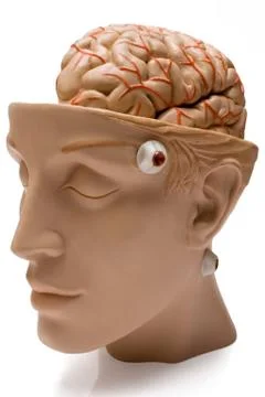 Human Brain Model Isolated on a White Background Photos