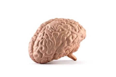 Human brain model isolated on white background Stock Photos