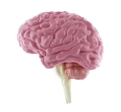 Human brain model in profile isolated on white Illustrazione stock