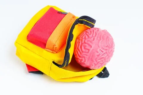Human Brain Model in a Small Backpack Stock-Fotos