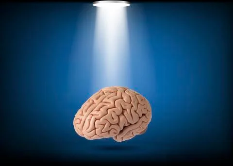 Human brain model on studio light background Stock Photos
