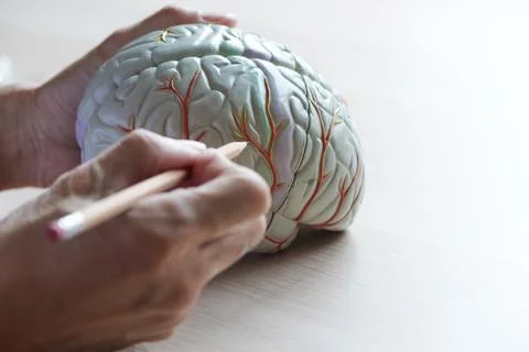 Human brain model on the table Stock Photos