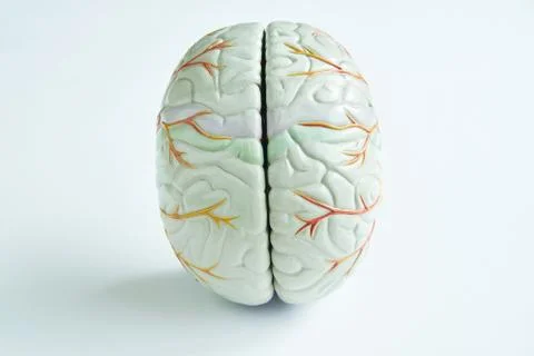 Human brain model on white background Stock Photos