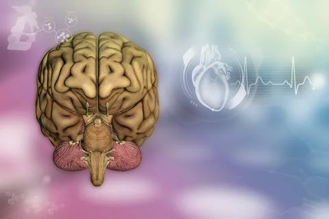 - human brain, nervous analysis concept - highly detailed hi-tech texture Stock Illustration