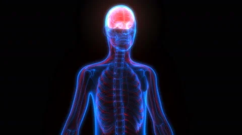 Human Brain with Nervous system Anatomy Stock-Footage 68979537
