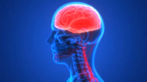 Human Brain with Nervous system Anatomy 库存影片 68979562