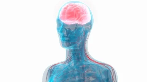 Human Brain with Nervous system Anatomy Video stock 70632571