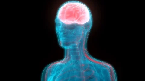 Human Brain with Nervous system Anatomy Видео 70632900