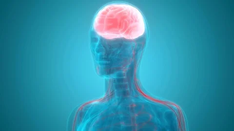 Human Brain with Nervous system Anatomy Stock Footage 70633027