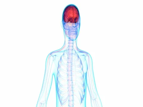 Human Brain with Nervous system Anatomy Vídeos de archivo 72221159