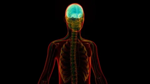 Human Brain with Nervous system Anatomy Видео 72274378