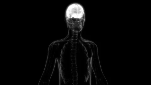 Human Brain with Nervous system Anatomy in x-ray scan Stock Footage 73251012