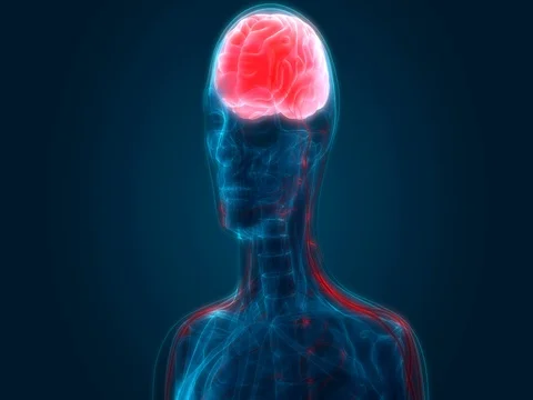 Human Brain with Nervous system Anatomy Stock Footage 74649942
