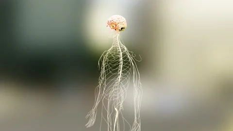 Human brain nervous system anatomy, medical diagram with parasympathetic Stock Footage 194242500