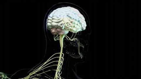 Human brain nervous system anatomy,  sections are separated by colored spots, Stock Footage 221621838