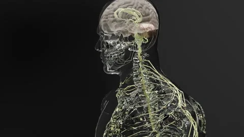 Human brain nervous system anatomy, parasympathetic and sympathetic nerves Stock Footage 250537595