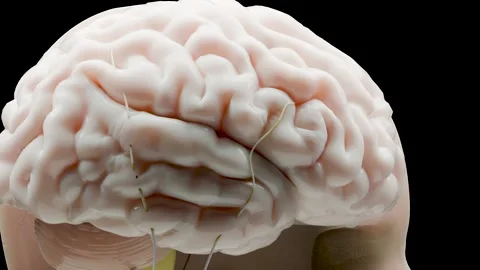 Human brain nervous system anatomy, medical diagram with parasympathetic Stock Footage 267424223
