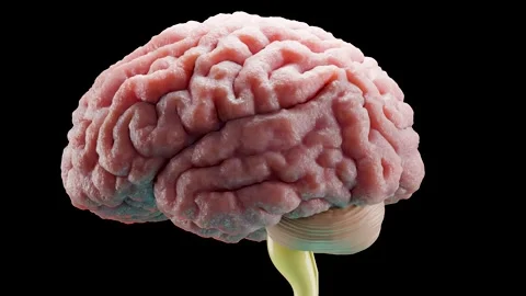 Human brain nervous system anatomy, medical diagram.Anatomy Mind Central organ Stock Footage 287849375