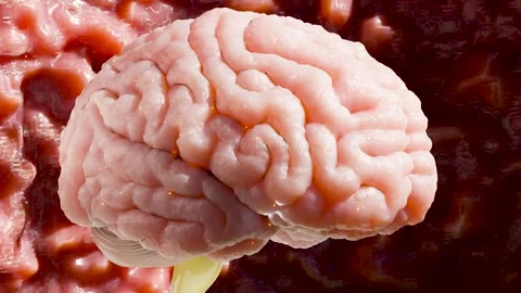 Human brain nervous system anatomy, medical diagram. Central organ Stock Footage 296954539