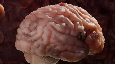 Human brain nervous system anatomy, neural cancer, Sebaceous bulb Stock Footage 296955032