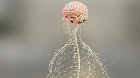 Human brain nervous system anatomy, medical diagram with parasympathetic イラスト素材