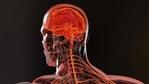 Human brain nervous system anatomy, parasympathetic and sympathetic nerves イラスト素材