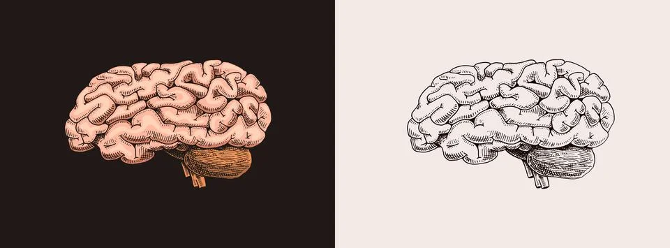 Human brain. Nervous system. Retro vector illustration for woodcut or print Stock Illustration