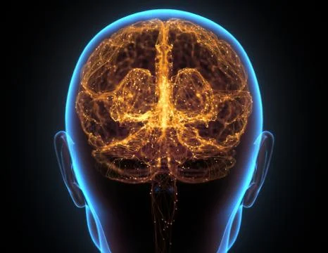Human Brain Neural Network Cerebral Cortex 스톡 일러스트
