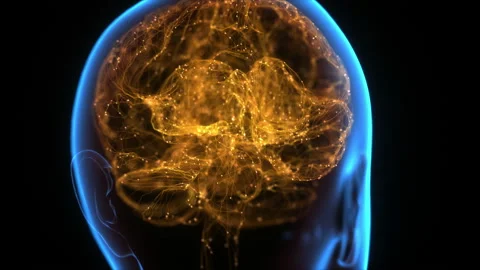 Human Brain Neural Network Stock Footage 143513186