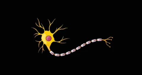 Human Brain Neuron Animation Stock Footage 144113605