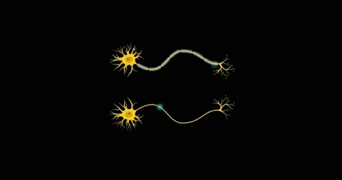 Human Brain Neuron Animation Stock Footage 144113857