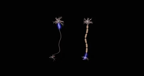 Human Brain Neuron Animation Stock Footage 144113861