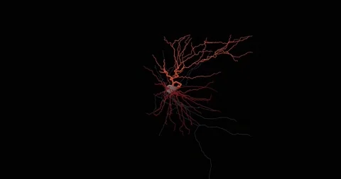 Human Brain Neuron Animation Stock Footage 144113952