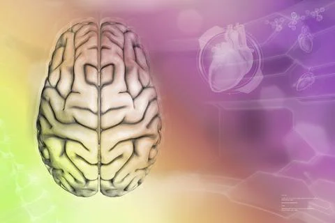 Human brain, neuron network development concept - modern background Stock Illustration