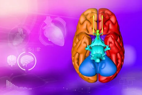 Human brain, neuron network discovery concept - electronic background 스톡 일러스트