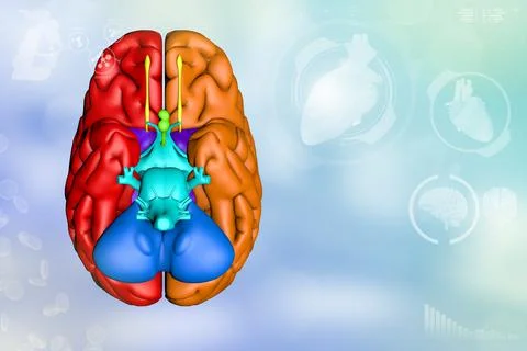 Human brain, neuron network research concept - background イラスト素材
