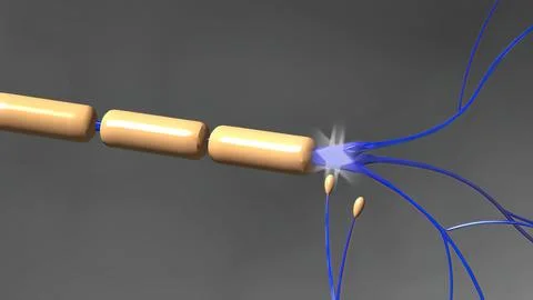 The human brain Neuron Neurons in action. electrical impulses Stock Illustration