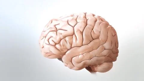 The human brain Neuron Neurons in action. electrical impulses Stock Illustration
