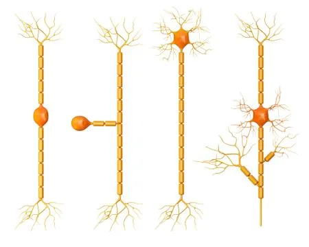 Human brain neurons, illustration Stock Illustration