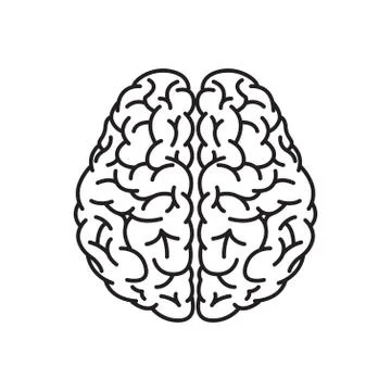 Human Brain Outline Top View Stock Illustration
