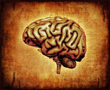 Human Brain on Parchment Stock Illustration