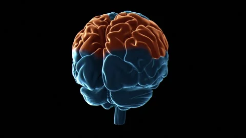 Human brain parietal lobes, animation 스톡 동영상 295176832