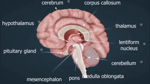 Human brain parts Stock Footage 263152527