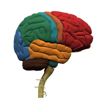 Human Brain Parts - Isolated on white Stock Illustration