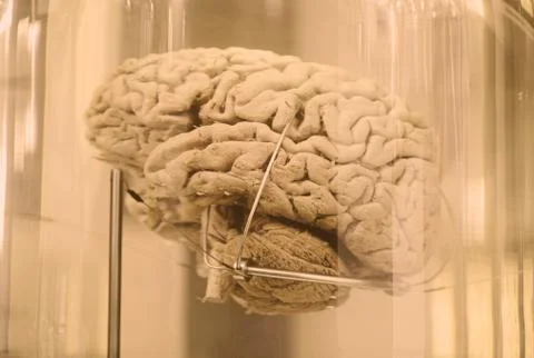 Human brain Stock Photos