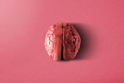 The human brain Stock Photos