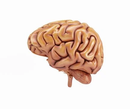 Human Brain Stock Photos