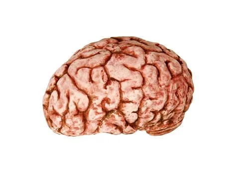 Human brain Stock Photos